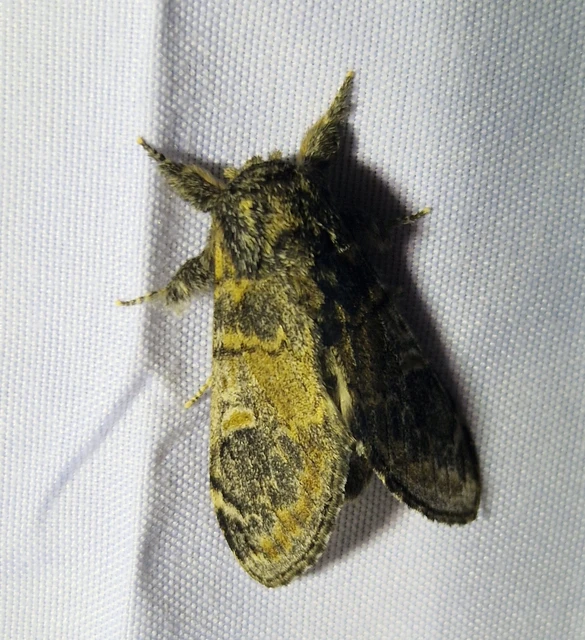 Notodonta tritophus - tarajos púposszövő