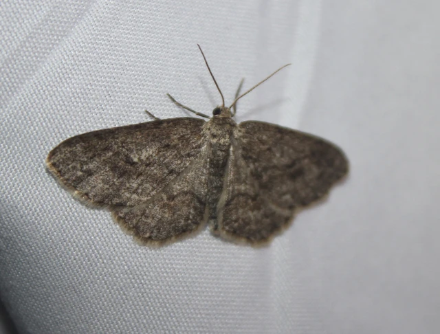 Ectropis crepuscularia - avararaszoló