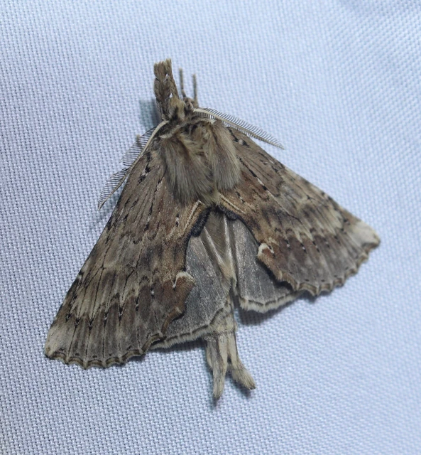 Pterostoma palpina - csőrös púposszövő