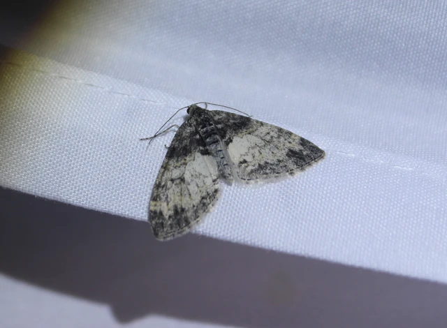 Lobophora halterata - szárnyfüggelékes araszoló
