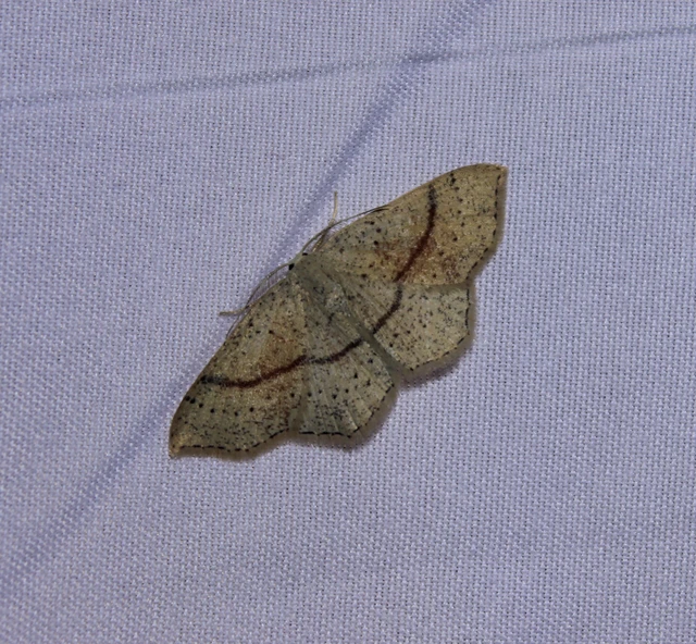 Cyclophora punctaria - sávos pettyesaraszoló