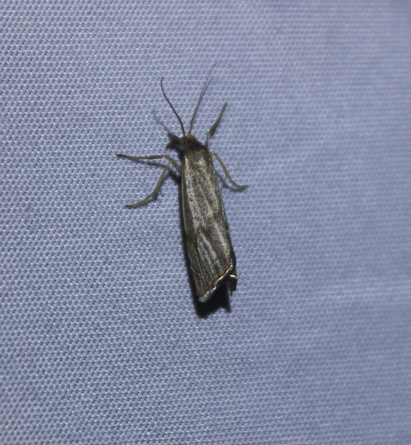 Thisanotia chrysonuchella - tavaszi fűgyökérmoly