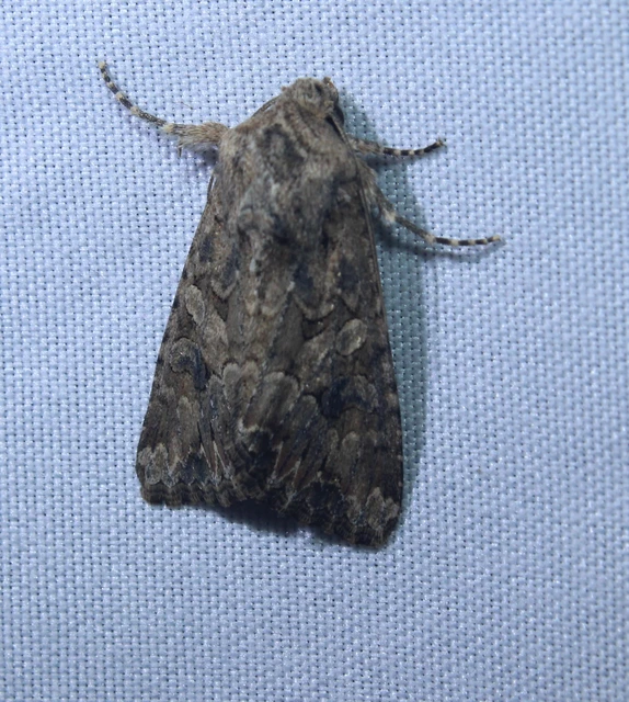 Hadula trifolii - lóherebagoly
