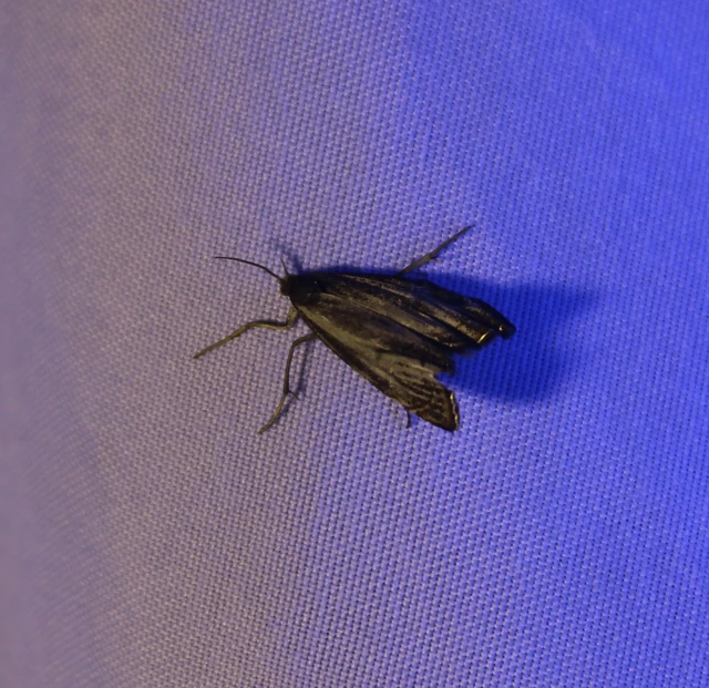 Thisanotia chrysonuchella - tavaszi fűgyökérmoly