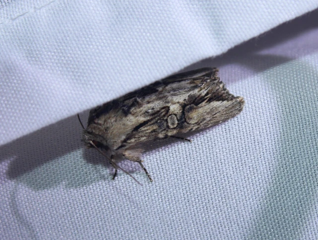 Egira conspicillaris - változékony szürkebagoly
