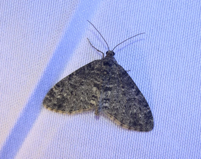 Lobophora halterata - szárnyfüggelékes araszoló