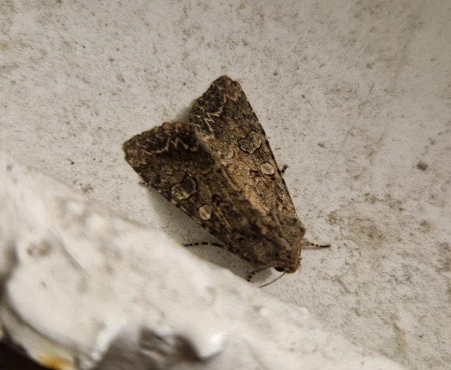 Hadula trifolii - lóherebagoly
