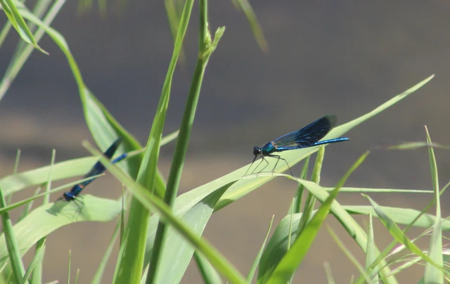 Calopteryx splendens - sávos szitakötő