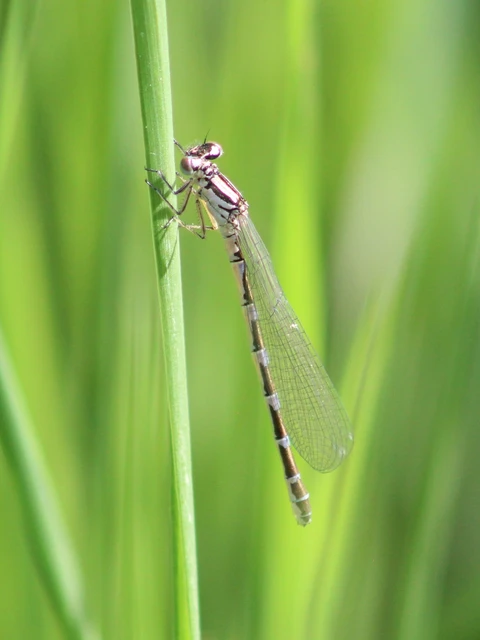 Coenagrion ornatum - díszes légivadász