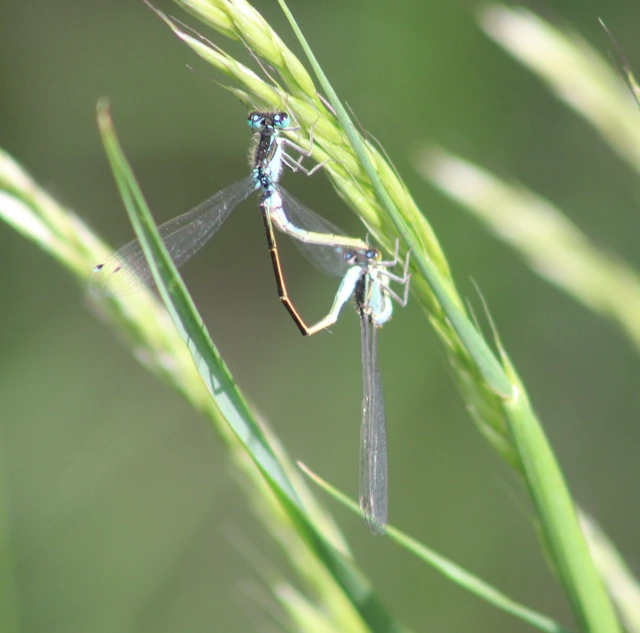 Ischnura elegans pontica - kéköves légivadász