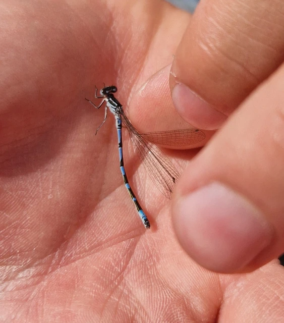 Coenagrion ornatum - díszes légivadász