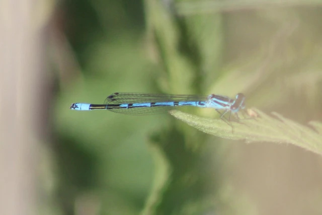 Coenagrion puella - azúrkék légivadász