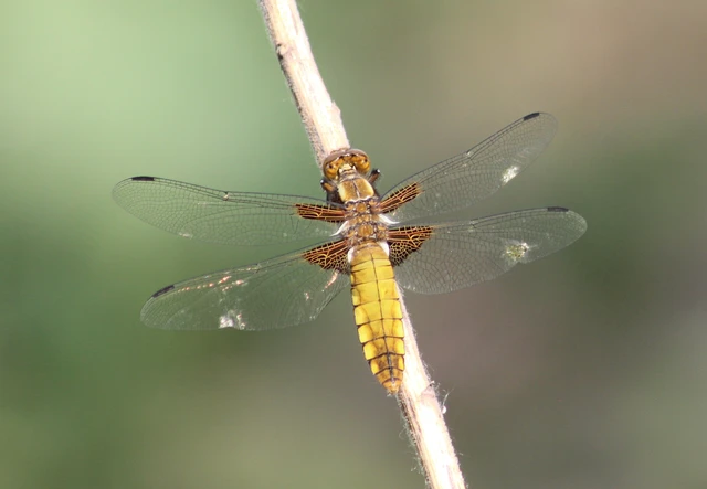 Libellula depressa - széles laposacsa