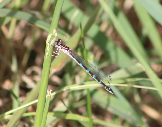 Coenagrion ornatum - díszes légivadász