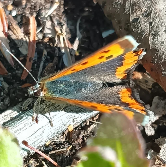 Lycaena phlaeas - közönséges tűzlepke