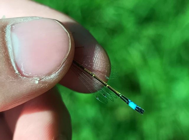 Ischnura elegans pontica - kéköves légivadász