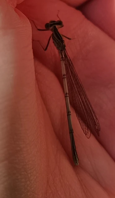 Platycnemis pennipes - széleslábú szitakötő