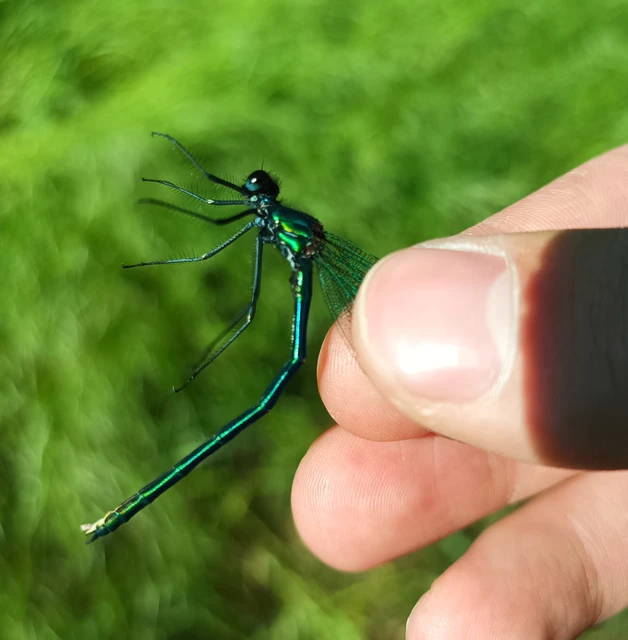Calopteryx splendens - sávos szitakötő