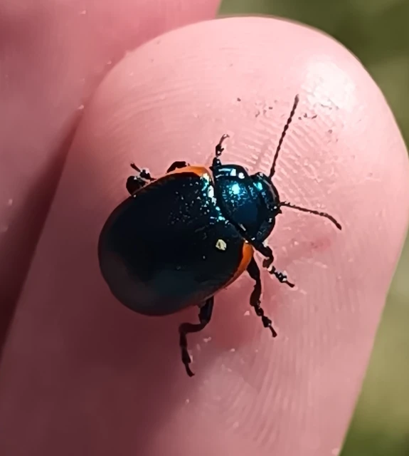 Chrysolina