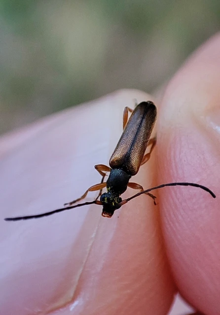 Alosterna tabacicolor - barna juharcincér Alosterna tabacicolor - barna juharcincér