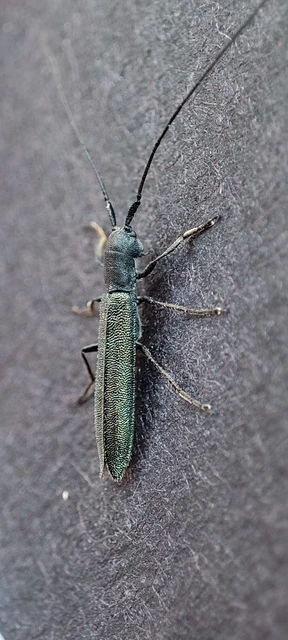 Theophilea subcylindricollis - hengeres szalmacincér