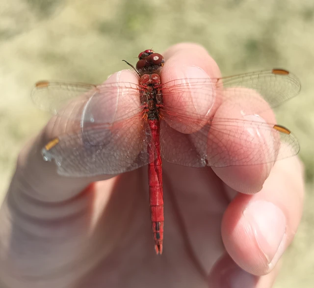 Sympetrum fonscolombii - vándor katona-szitakötő