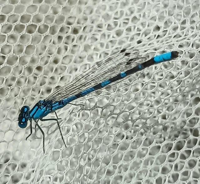 Enallagma cyathigerum - kéksávos légivadász