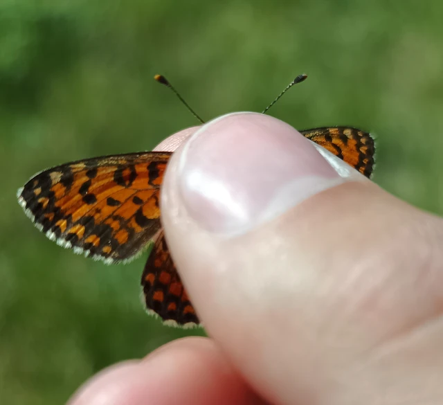 Melitaea trivia - kis tarkalepke
