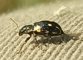 Polydrusus picus - pikkelyfoltos lombormányos