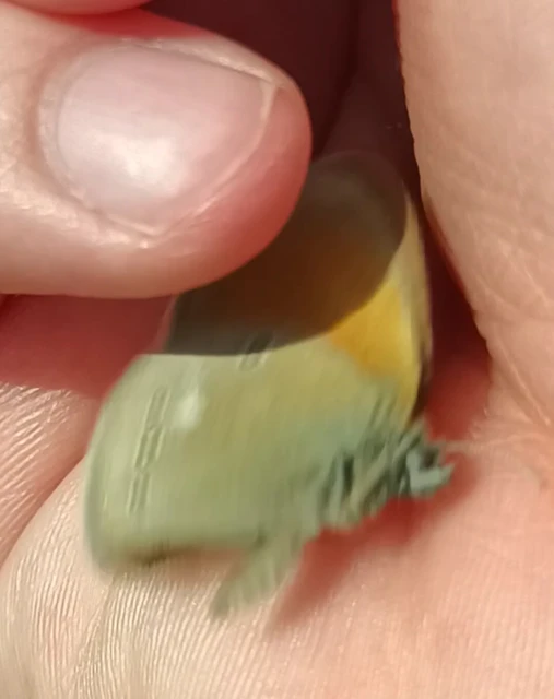 Coenonympha glycerion - közönséges szénalepke