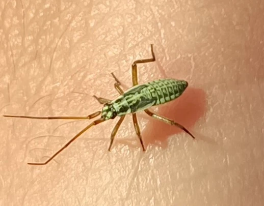 Leptopterna