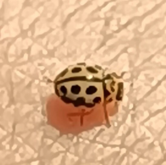 Tytthaspis sedecimpunctata - tizenhatpettyes katica