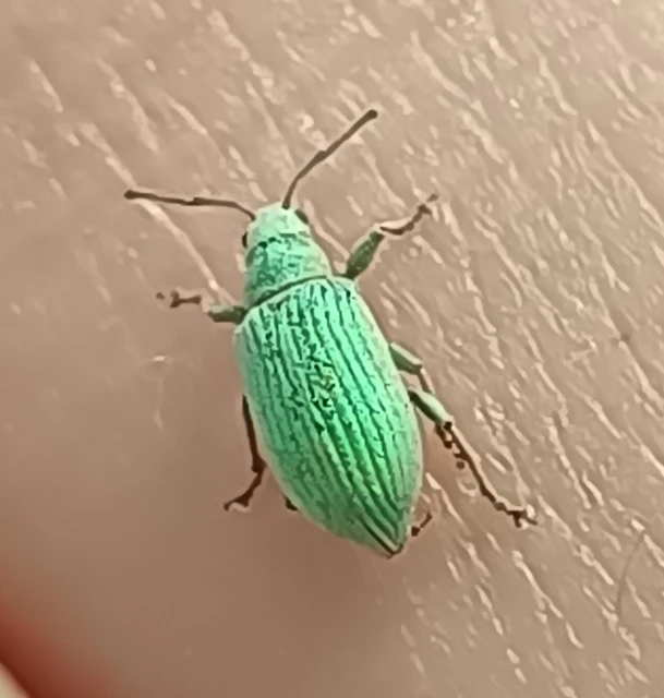 Phyllobius virideaeris - halványzöld levélormányos