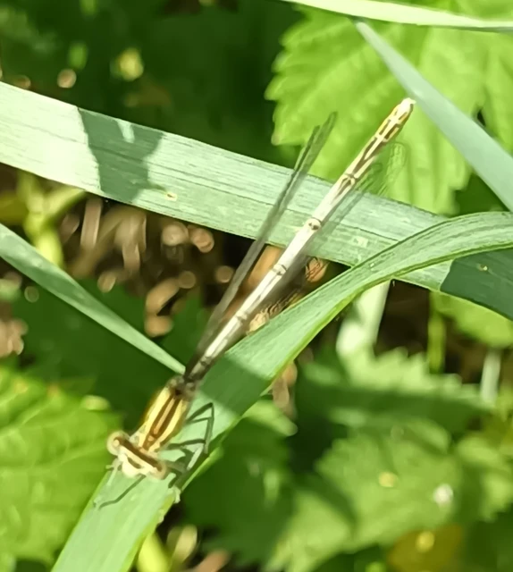 Platycnemis pennipes - széleslábú szitakötő