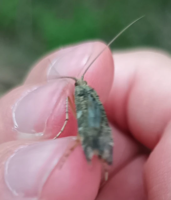 Trichoptera - Tegzesek