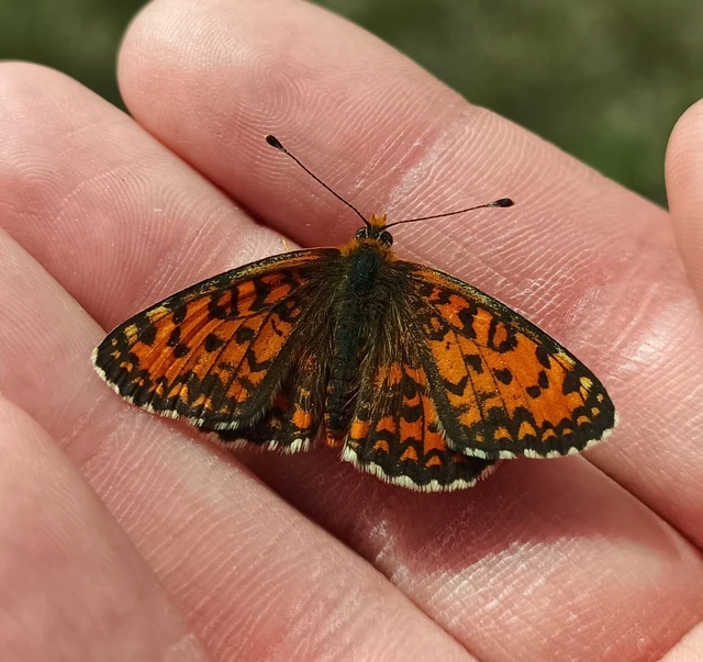 Melitaea trivia - kis tarkalepke