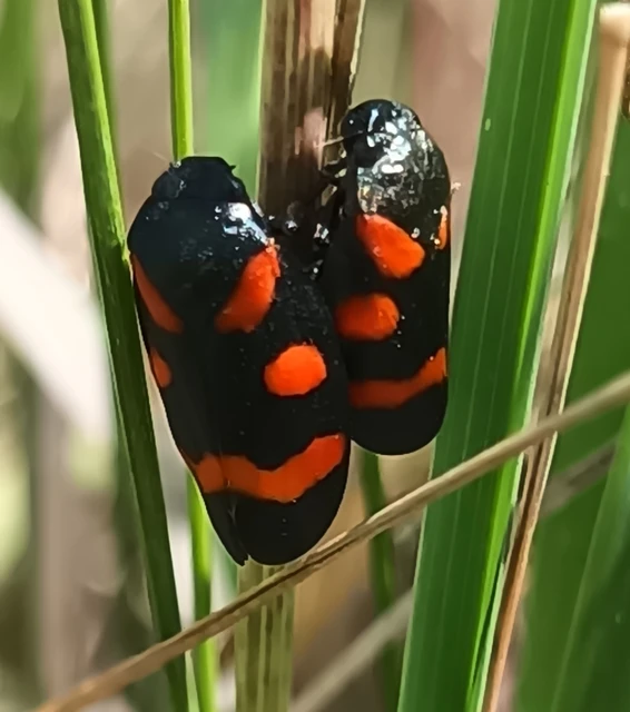 Cercopis arcuata/sanguinolenta