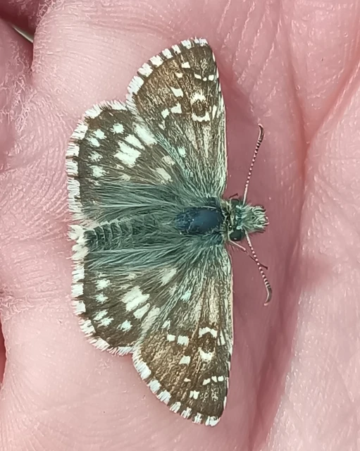 Pyrgus armoricanus - feles busalepke