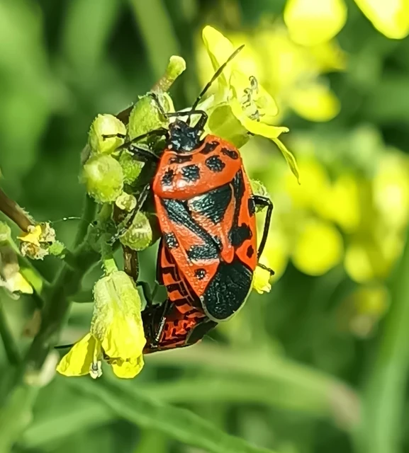 Eurydema ventralis - káposztapoloska Eurydema ventralis - káposztapoloska