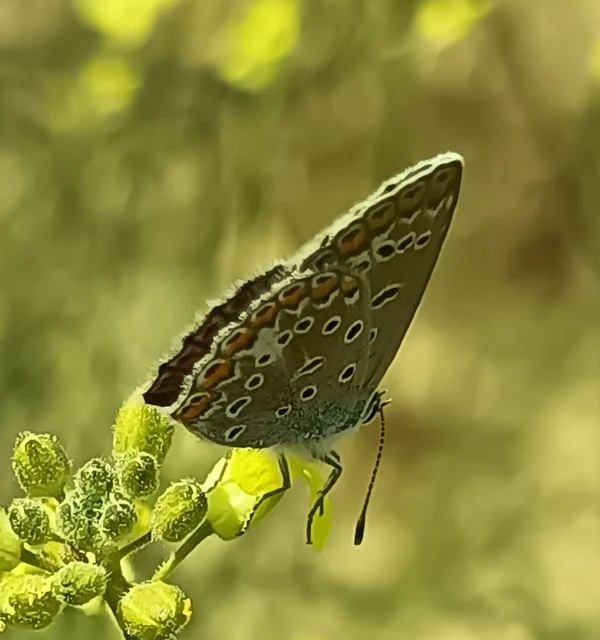 Polyommatus icarus - közönséges boglárka