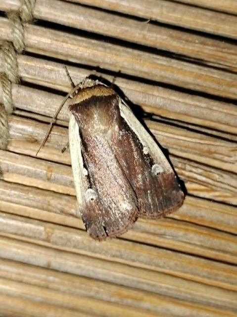 Ochropleura plecta - fehérszegélyű fűbagoly