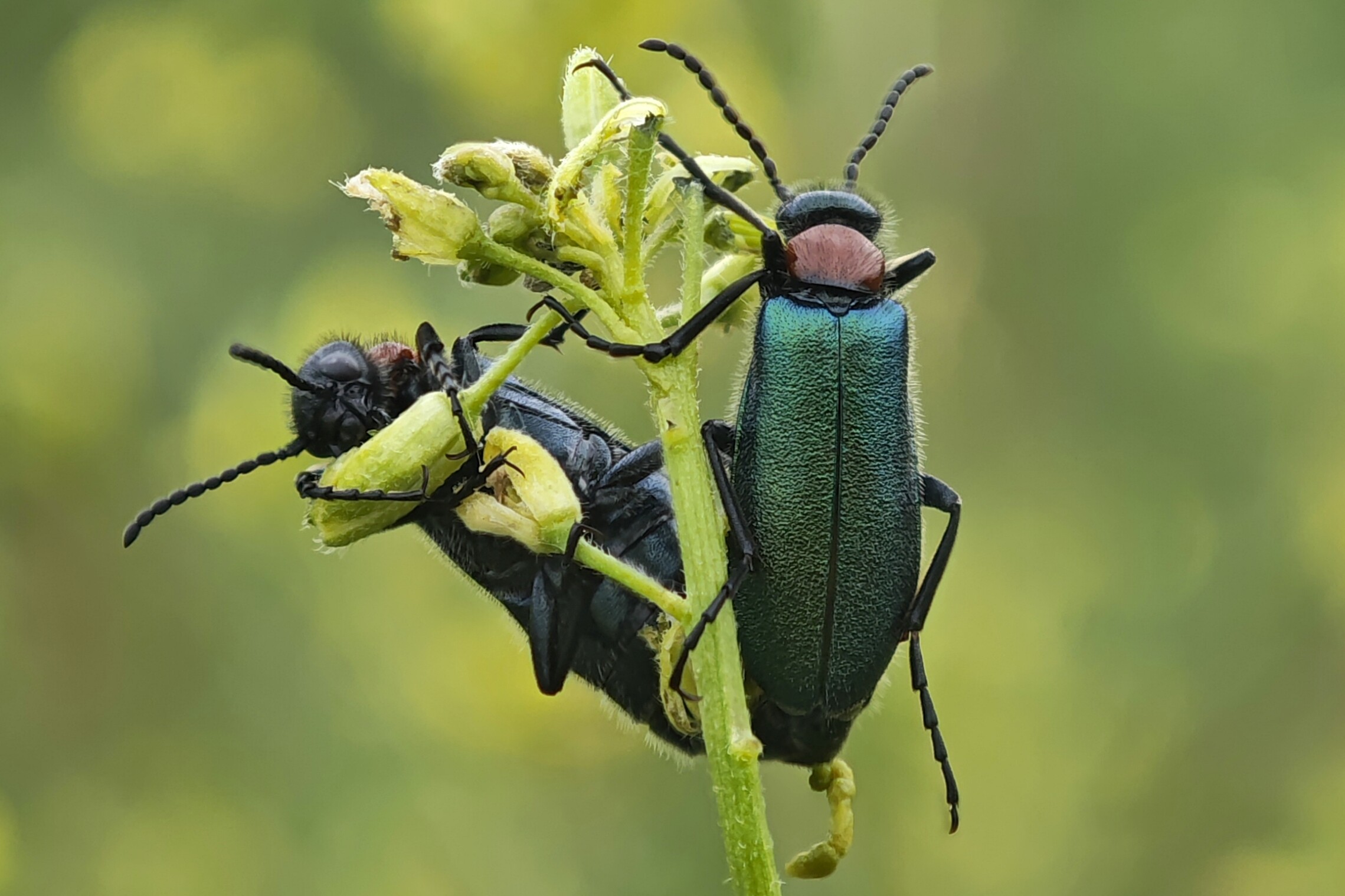 Alosimus syriacus austriacus - osztrák hólyaghúzó