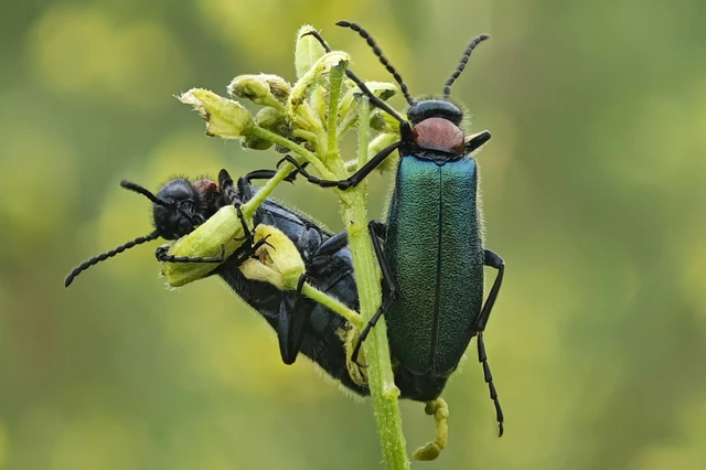 Alosimus syriacus austriacus - osztrák hólyaghúzó Alosimus syriacus austriacus - osztrák hólyaghúzó