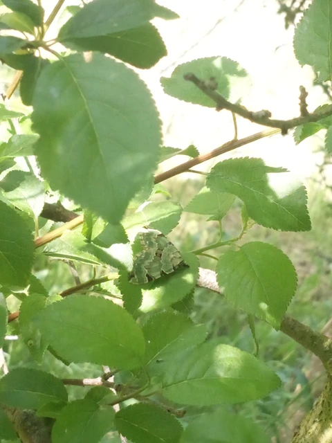 Colostygia pectinataria - zöld levélaraszoló