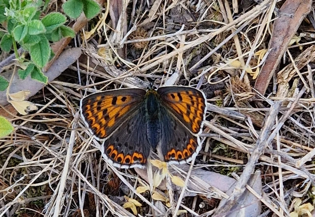 Lycaena tityrus - barna tűzlepke