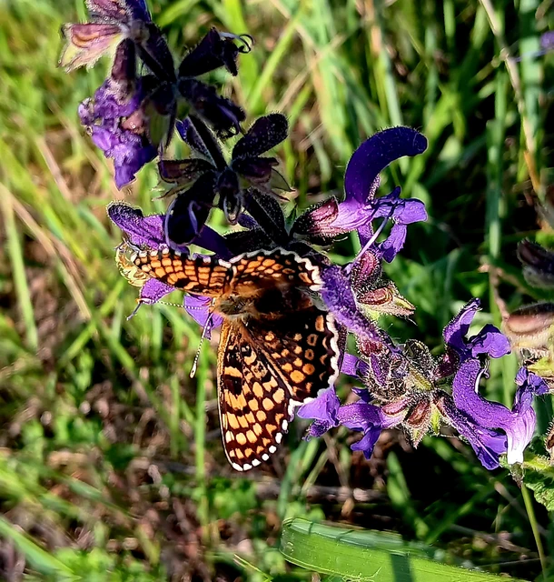 Melitaea cinxia - réti tarkalepke
