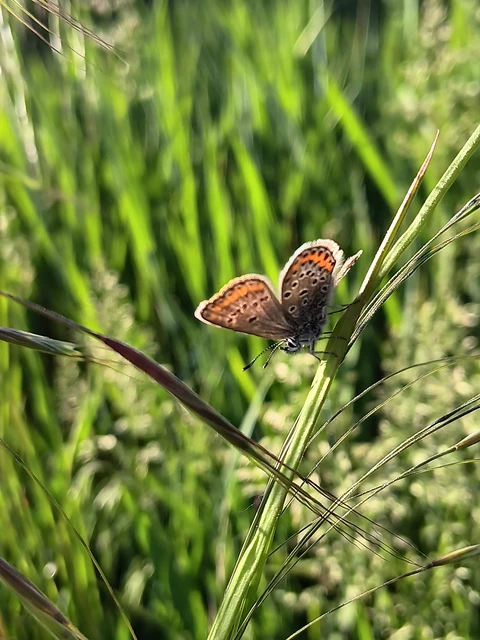 Plebejus argyrognomon - tintakék boglárka