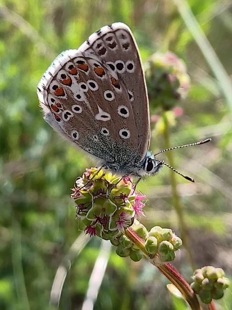 Polyommatus bellargus - égszínű boglárka