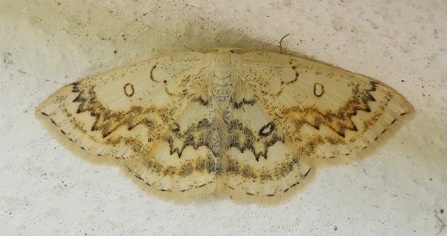 Cyclophora annularia - gyűrűs pettyesaraszoló