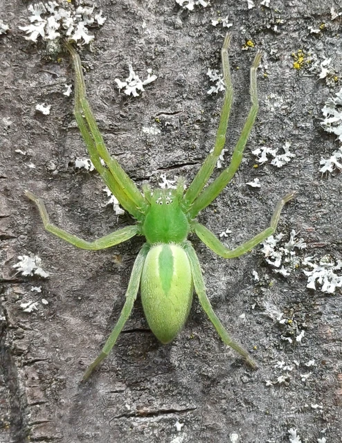 Micrommata virescens - hunyópók